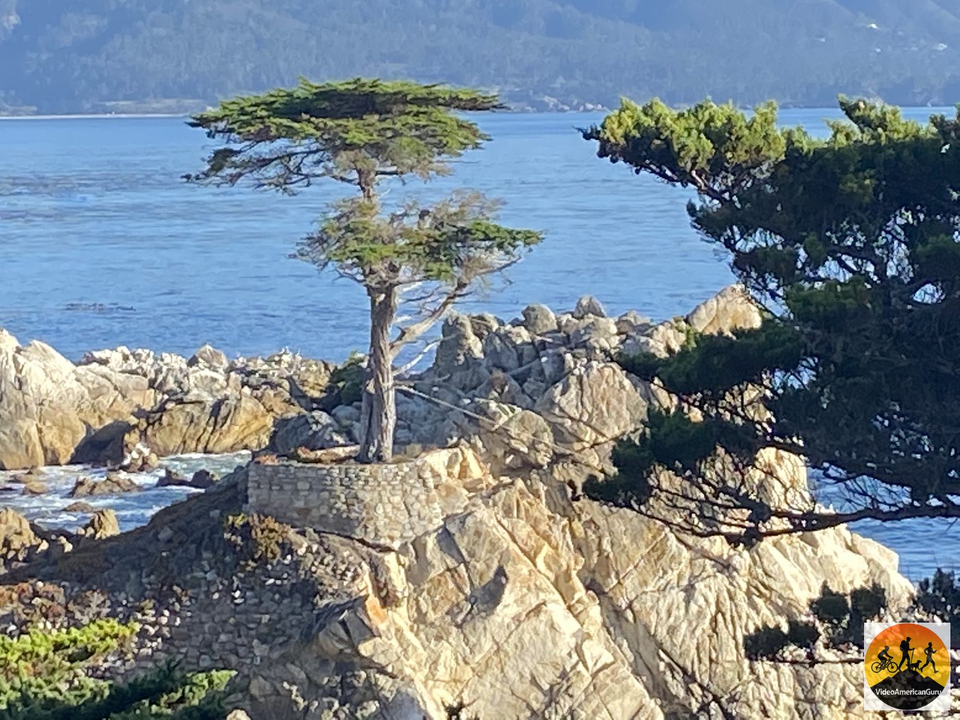 The Lone Cypress standing on its granite point above Carmel Bay, seen from the 17 Mile Drive viewpoint