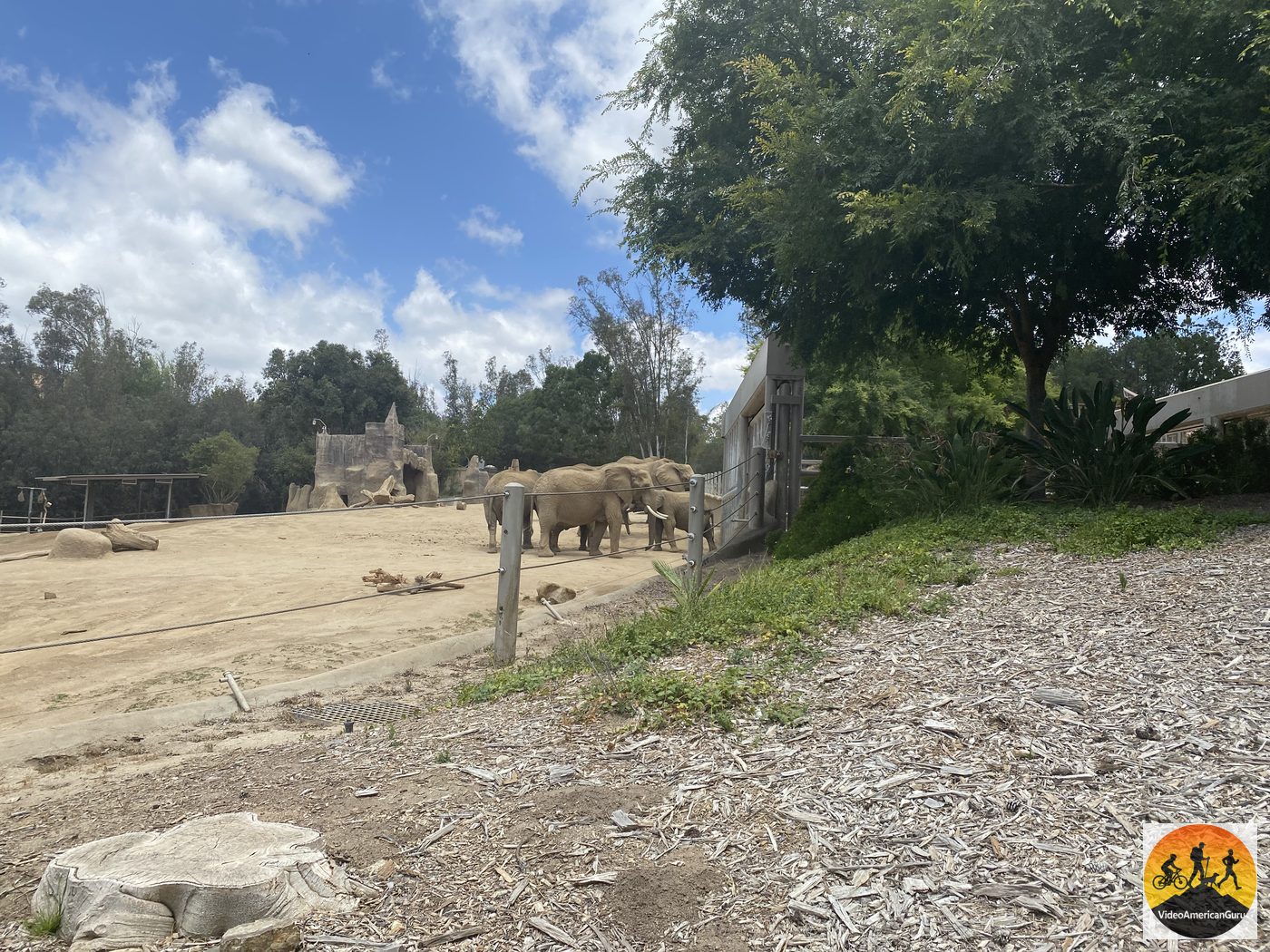 Elephants gathered in the shade at the edge of their valley habitat at the Safari Park