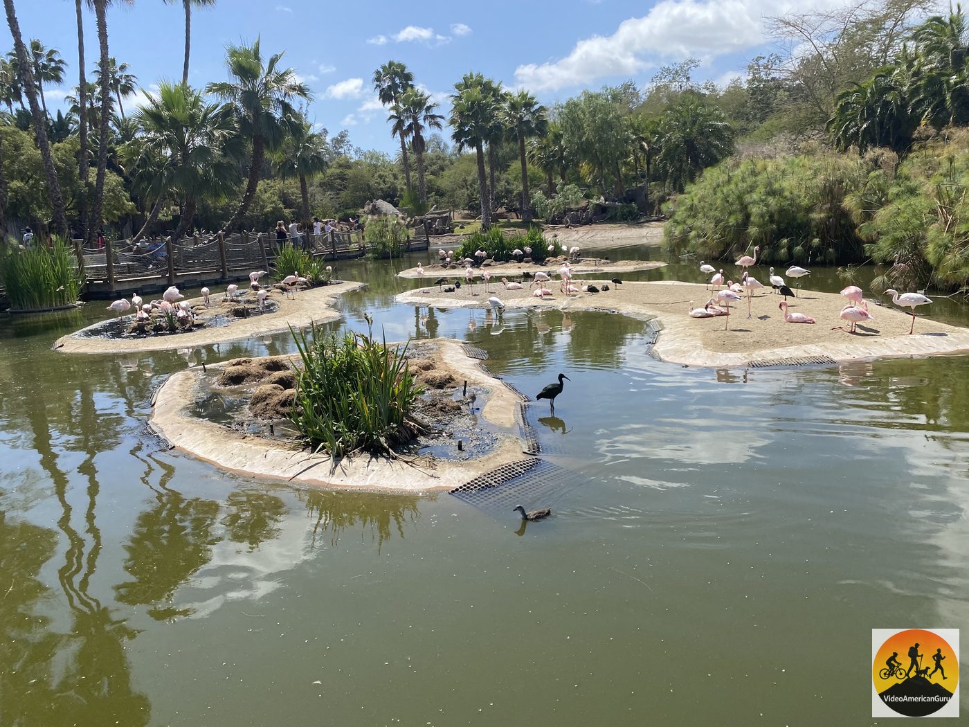 Flamingos gathered on islands in the lagoon near the Safari Park entrance