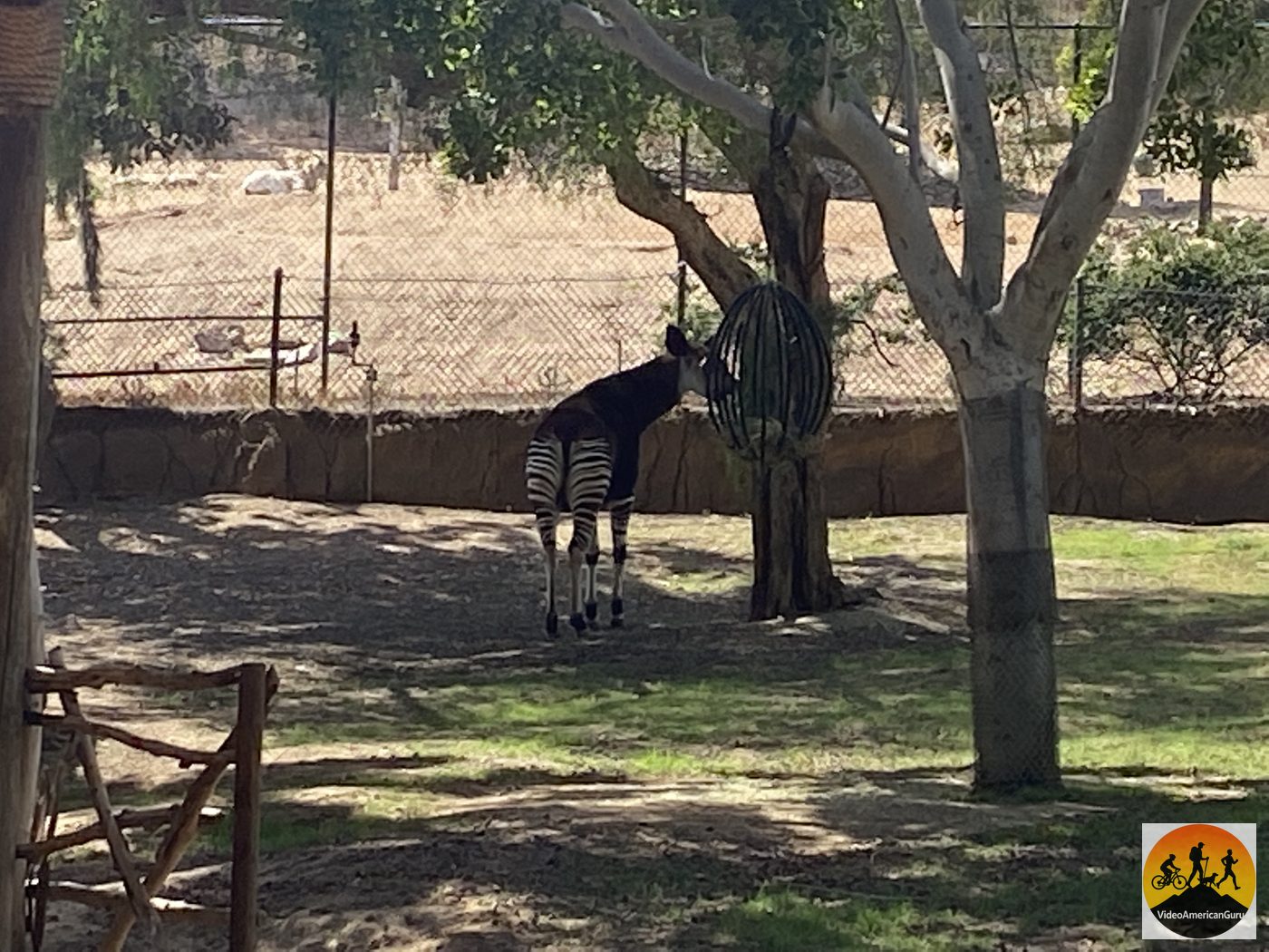 An okapi standing in the shade beneath a tree in the African Woods habitat