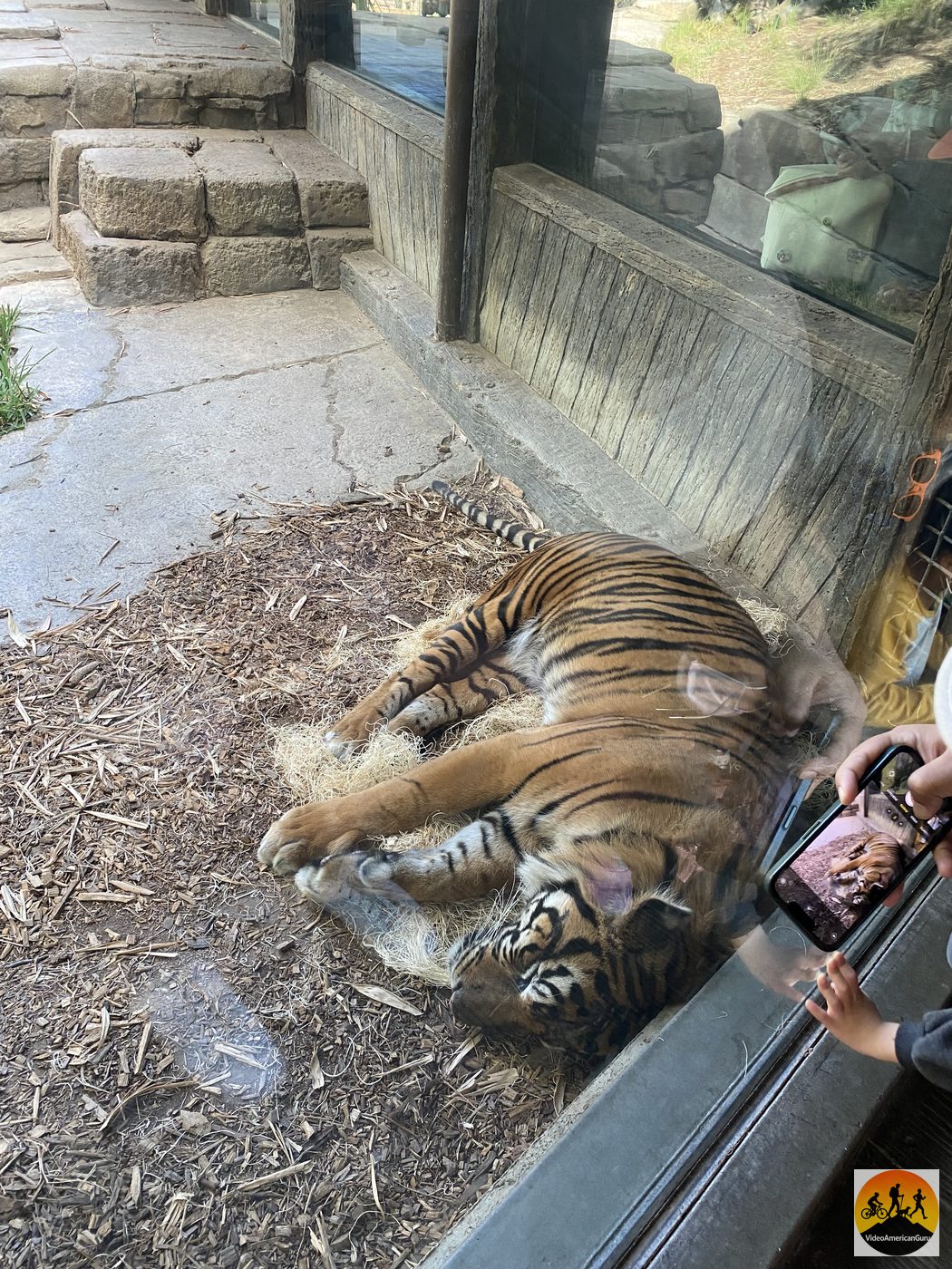 A tiger sleeping soundly beside the viewing window on Tiger Trail