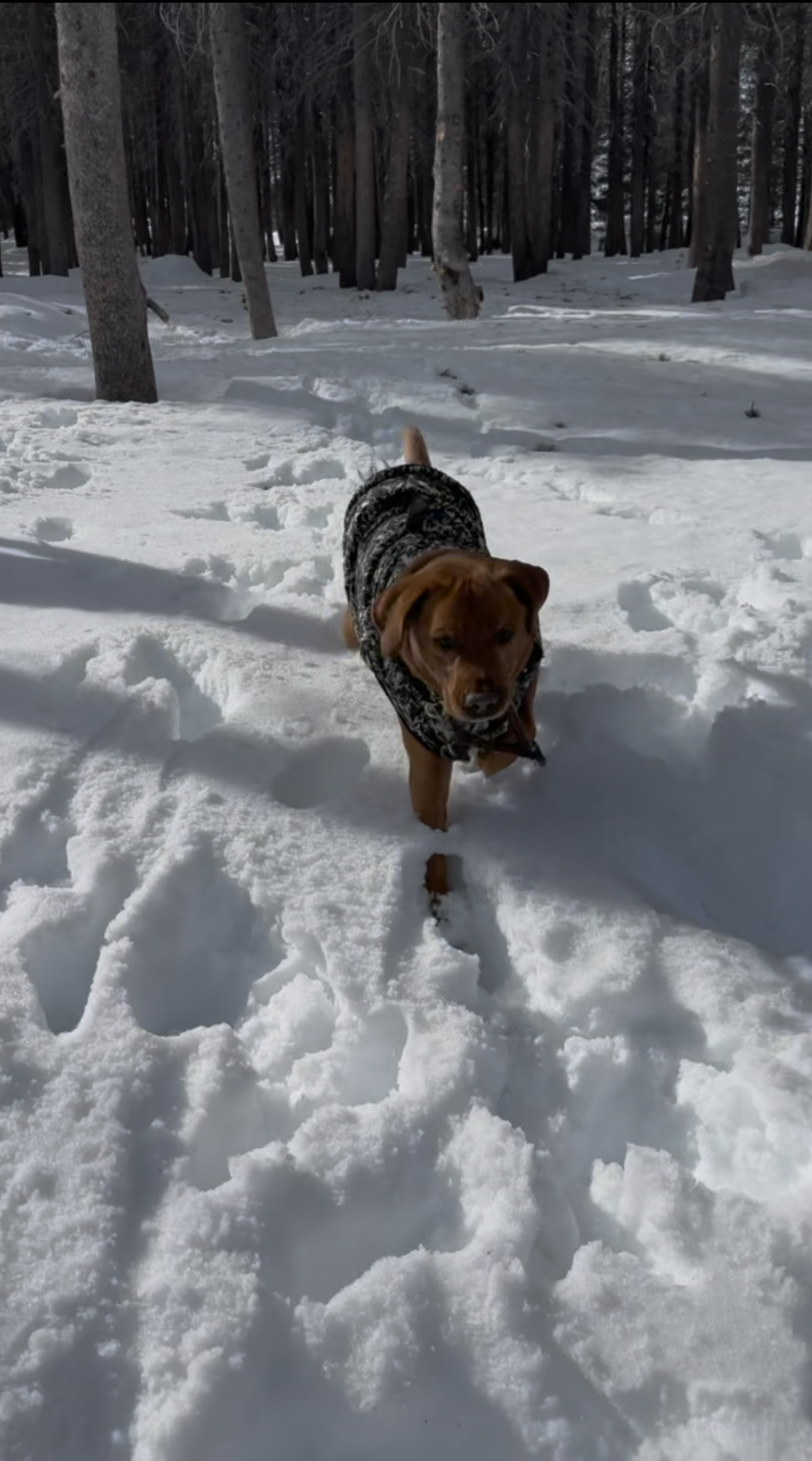 VideoAmericanGuru Logo